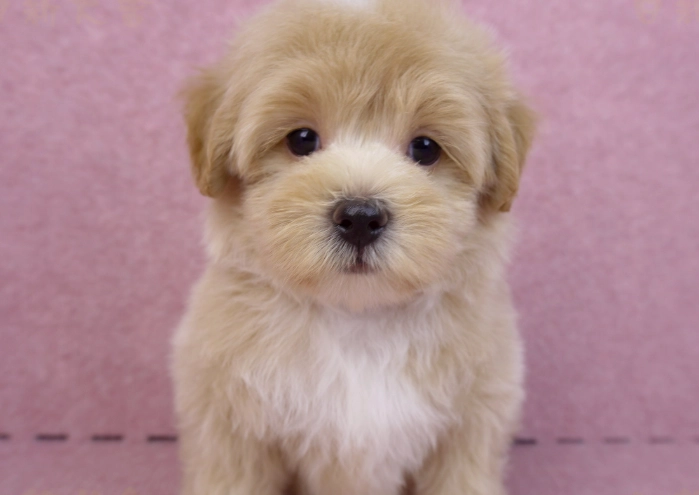 幼犬如廁訓練 幼犬如廁訓練