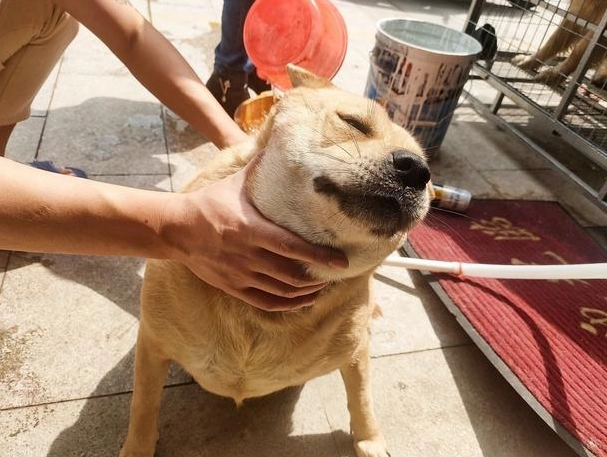 狗忠心行為 狗忠心行為