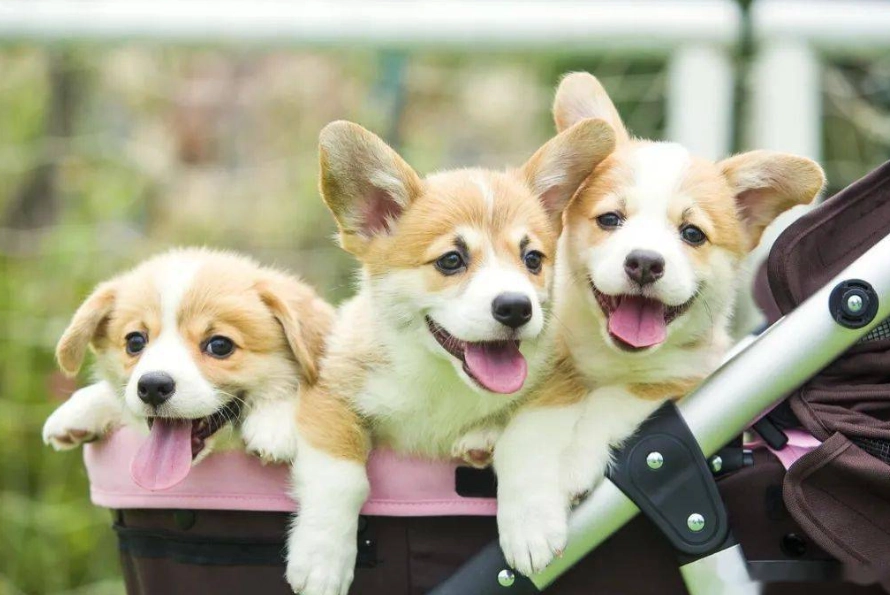 狗狗忠誠度 狗狗忠誠度