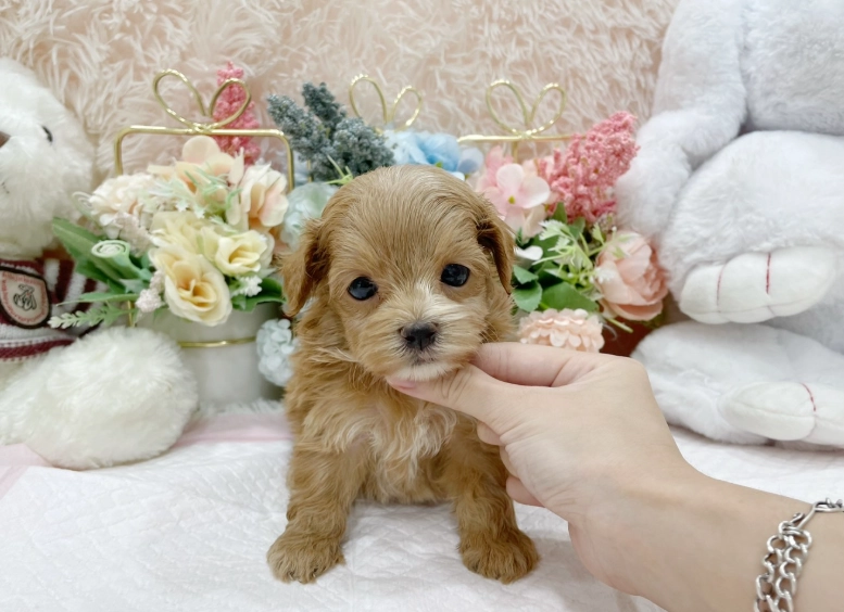 幼犬社會化訓練 幼犬社會化訓練