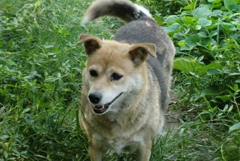 台灣土狗好養嗎