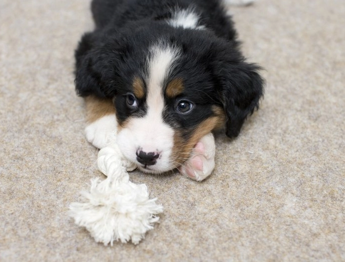 幼犬如廁訓練 幼犬如廁訓練