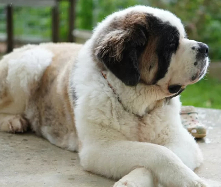 超大型犬品種介紹與飼養指南：從大丹到聖伯納的完整解析