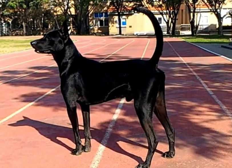 台灣犬好養嗎 台灣犬好養嗎