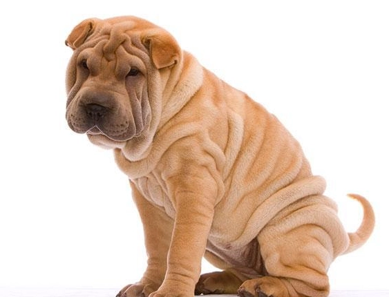 沙皮狗領養注意事項 沙皮狗領養注意事項