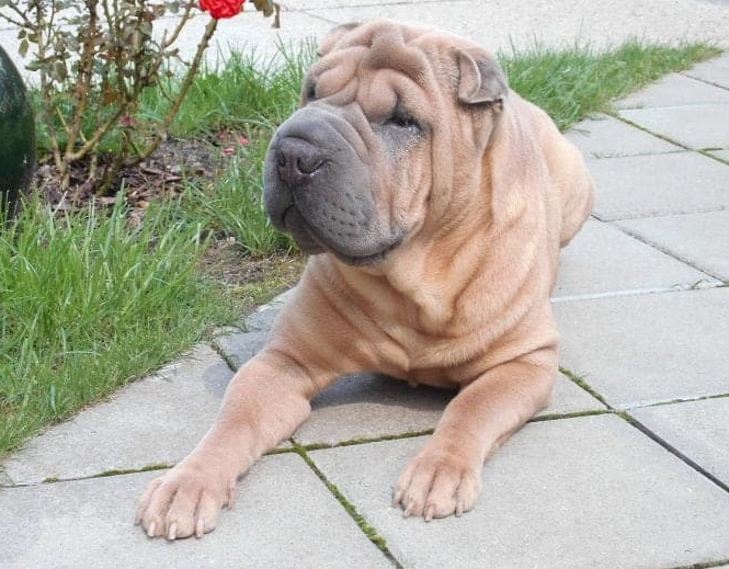 沙皮狗皮膚照顧 沙皮狗皮膚照顧