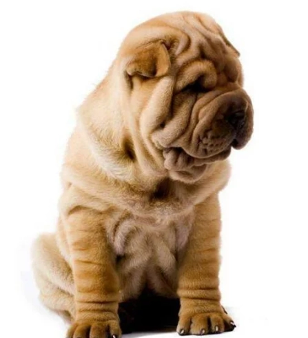 沙皮狗領養全攻略：從評估、流程到日常照顧的完整指南