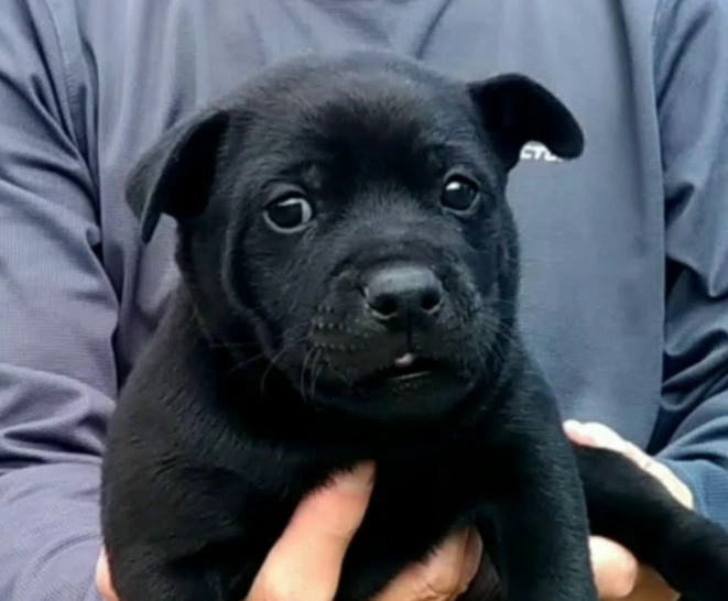 台灣犬好養嗎 台灣犬好養嗎