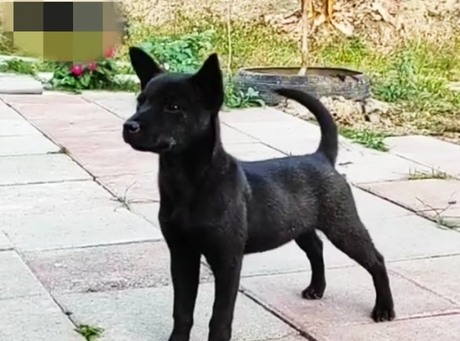 土狗飼養注意事項 土狗飼養注意事項