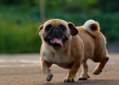 沙皮狗領養注意事項 沙皮狗領養注意事項