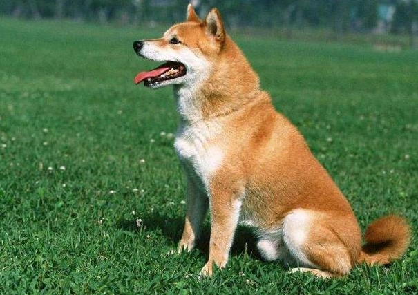 狗忠心行為 狗忠心行為