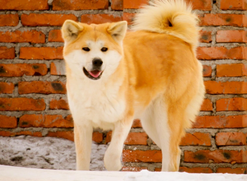 狗狗忠誠度 狗狗忠誠度