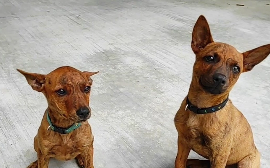 台灣土狗飼養 台灣土狗飼養