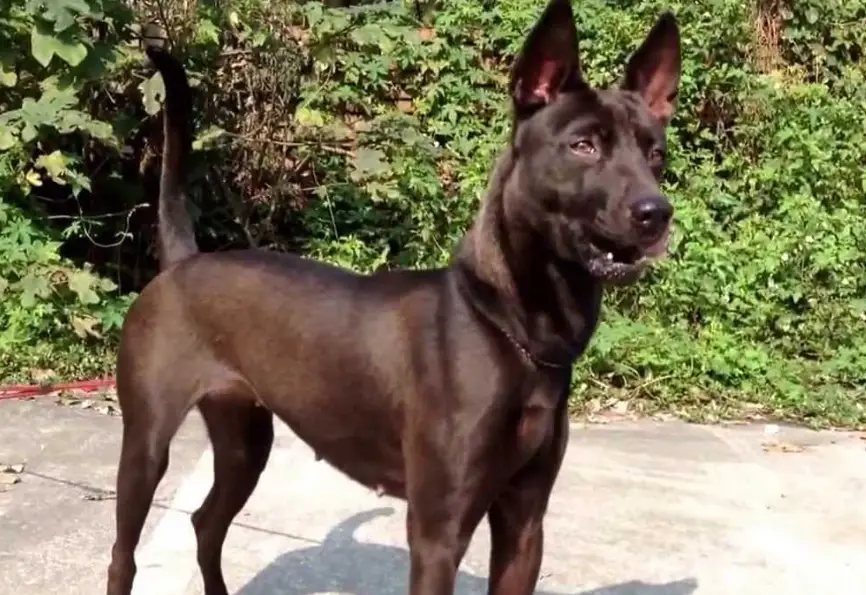 土狗飼養注意事項 土狗飼養注意事項