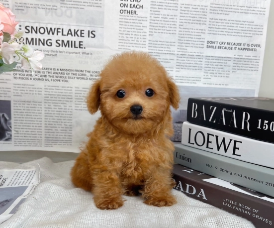 幼犬如廁訓練 幼犬如廁訓練