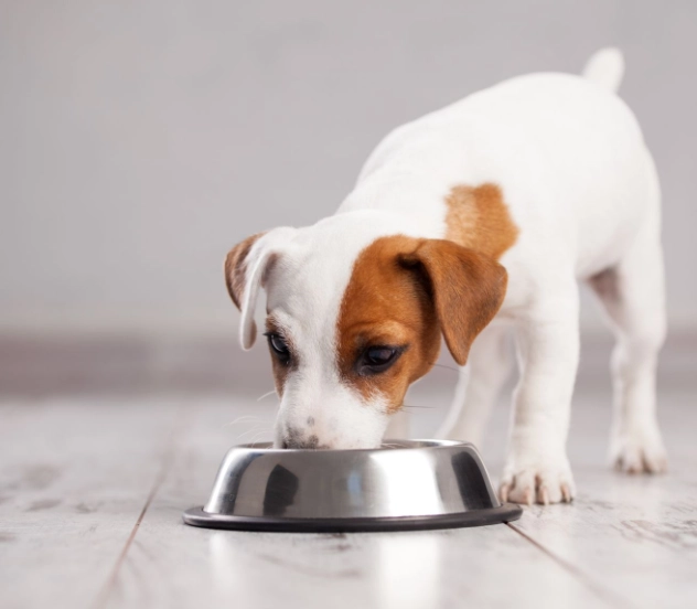 幼犬社會化訓練 幼犬社會化訓練