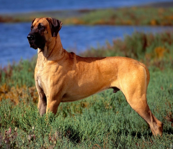 世界上最大的狗品種：大丹犬完整指南與飼養前必知要點