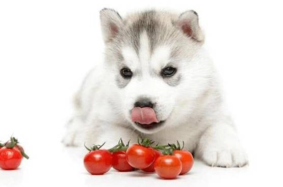 如何喂狗狗吃番茄
