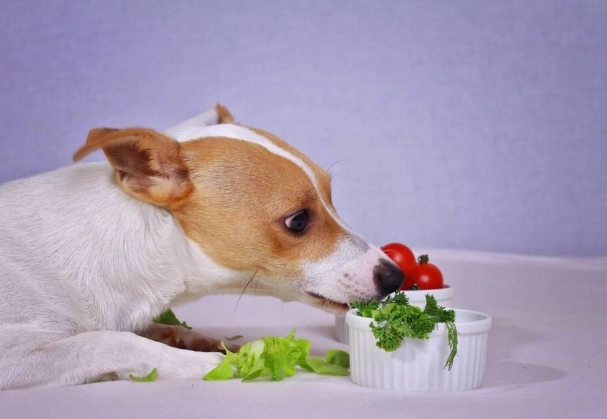 如何喂狗狗吃番茄