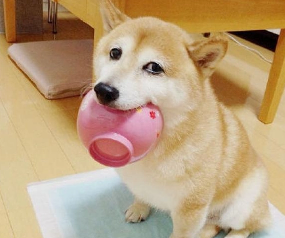 狗吃吐司安全嗎