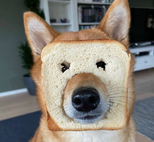 狗吃吐司安全嗎