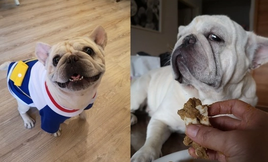 狗狗喝香菇雞湯 狗狗喝香菇雞湯