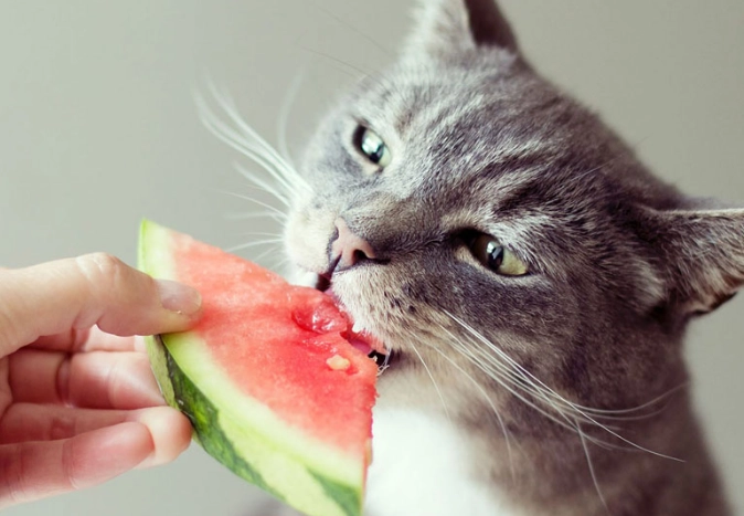 貓咪飲食安全 貓咪飲食安全