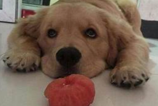 狗狗吃番茄安全嗎