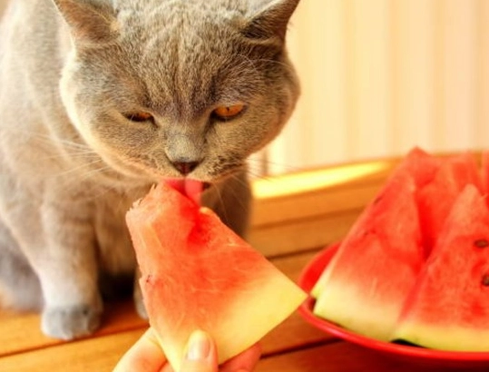 貓咪吃西瓜 貓咪吃西瓜