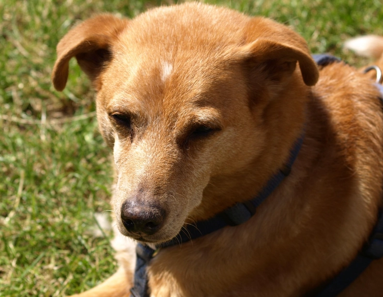 老年狗飲食調整