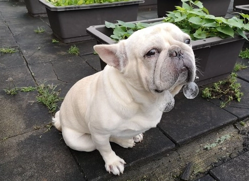 寵物飲食禁忌 寵物飲食禁忌