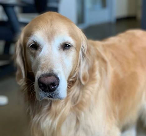 老年狗飲食調整