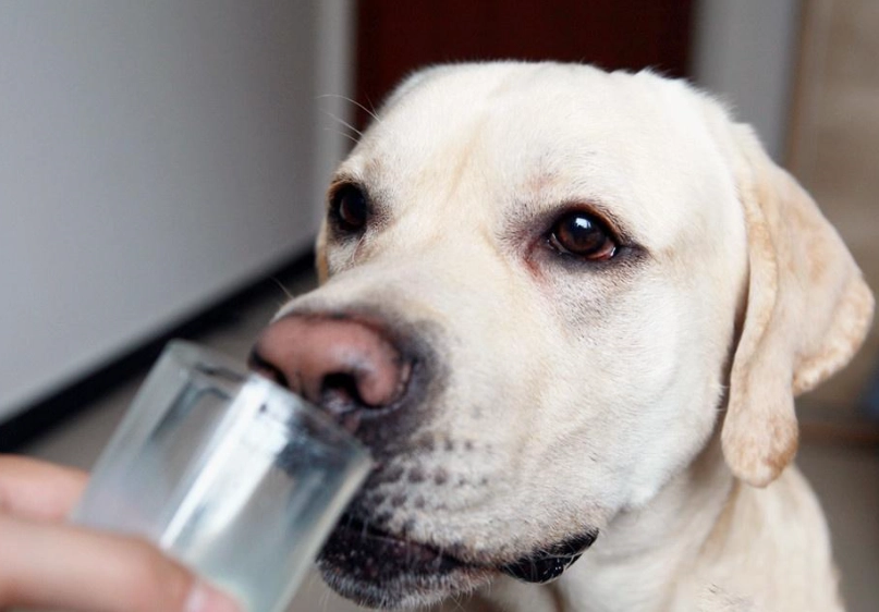 狗可以喝雞湯嗎 狗可以喝雞湯嗎