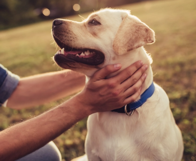 老年狗飲食調整