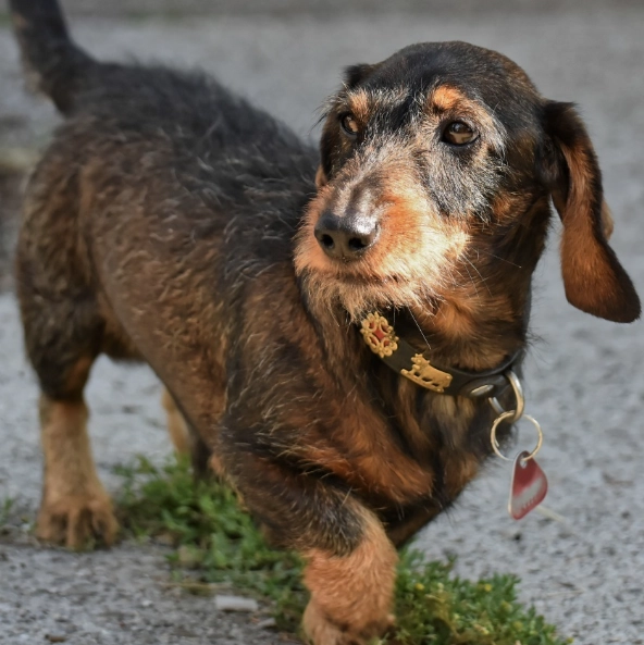 臘腸狗 費用 臘腸狗 費用