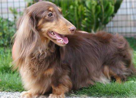 長毛臘腸犬個性 長毛臘腸犬個性