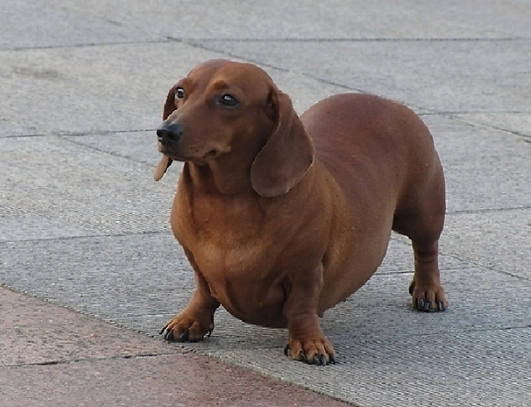 臘腸狗幼犬照顧 臘腸狗幼犬照顧