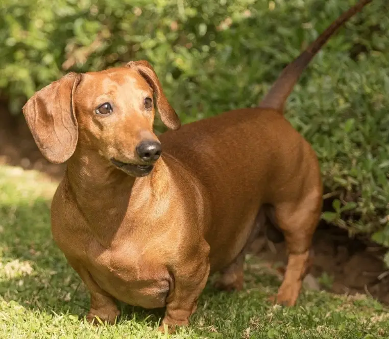 臘腸狗 優缺點 臘腸狗 優缺點