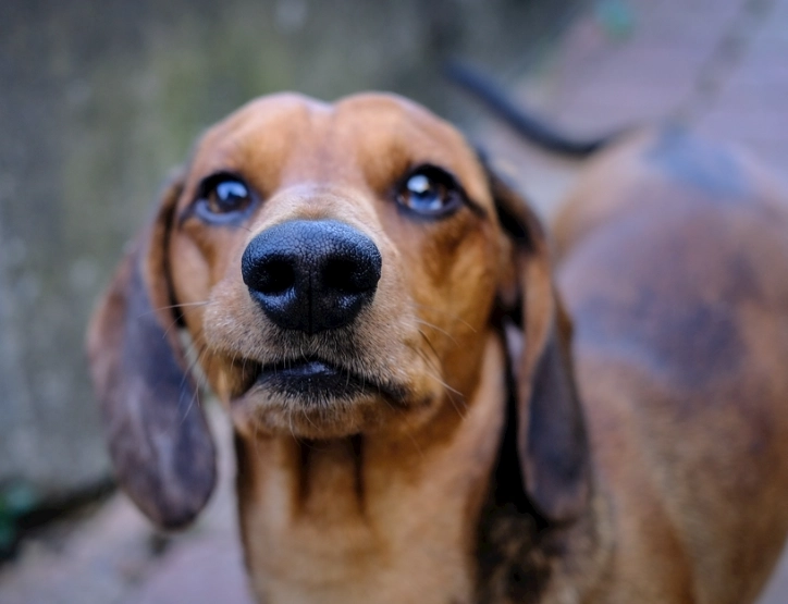 臘腸犬 缺點 臘腸犬 缺點