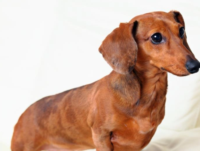 臘腸狗 飼養 臘腸狗 飼養