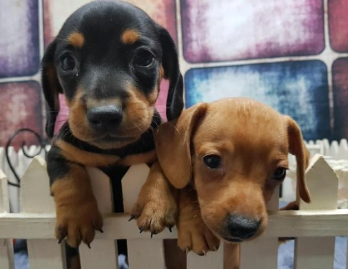 臘腸狗幼犬訓練 臘腸狗幼犬訓練