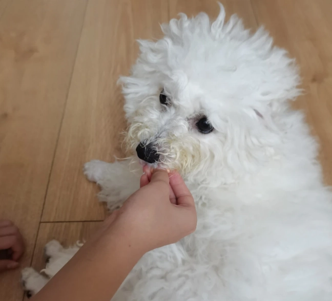 寵物 飲食 安全