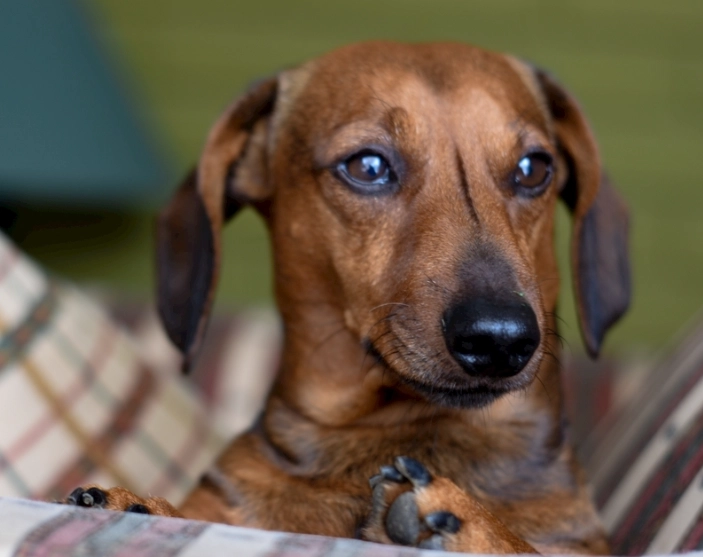 臘腸犬 好養 臘腸犬 好養