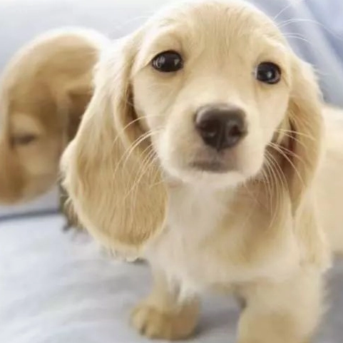 長毛臘腸犬個性 長毛臘腸犬個性