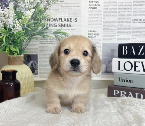 臘腸狗幼犬價格 臘腸狗幼犬價格