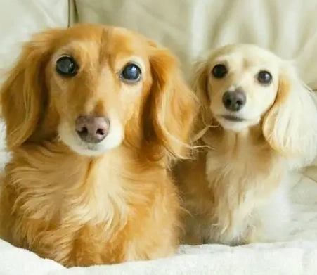 臘腸犬飼養 臘腸犬飼養