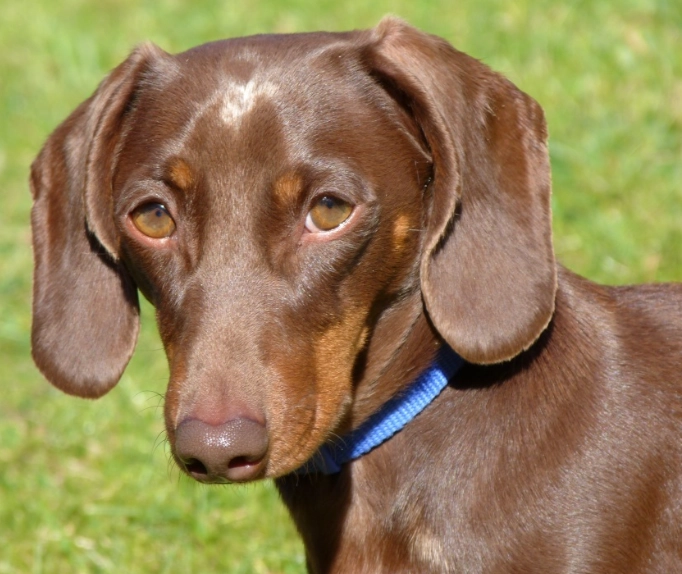 臘腸狗 費用 臘腸狗 費用