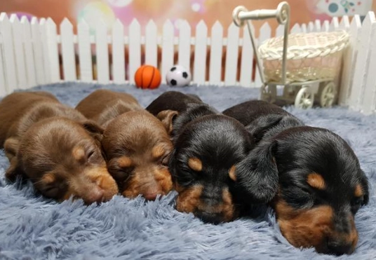 臘腸狗幼犬訓練 臘腸狗幼犬訓練