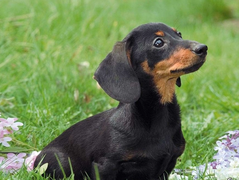 臘腸狗幼犬價格 臘腸狗幼犬價格