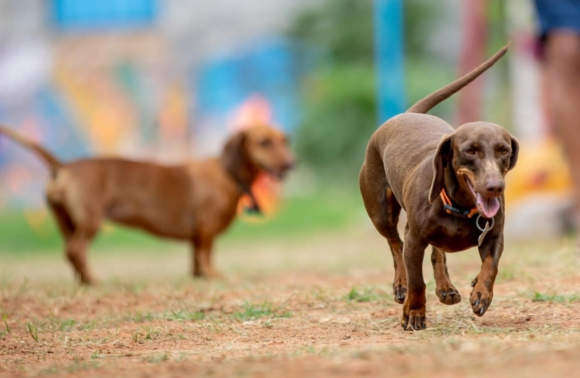 臘腸犬 好養 臘腸犬 好養